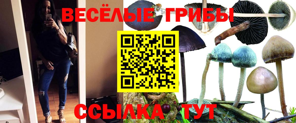 Псилоцибиновые грибы Psilocybe Благовещенск